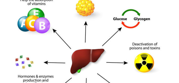Liver, Lymphatics & Gut Health