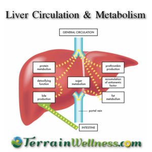 phase 1 liver detoxification pathway