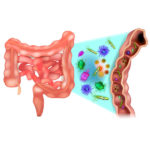 healthy gut flora, microbiome and hormone health